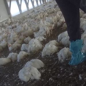 Bilder Food For Profit