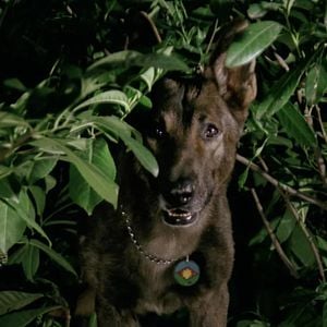 Bilder The Dog