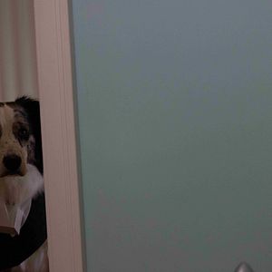 Bilder Die Hunde-Gang – Helden auf vier Pfoten