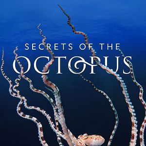 Bilder Die geheimnisvolle Welt der Oktopusse