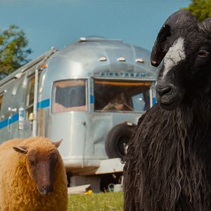 Bilder Glennkill: Ein Schafskrimi