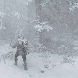 Bilder Das Flüstern der Wälder