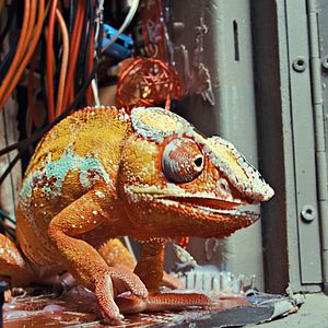 Bilder Akiko – Der fliegende Affe