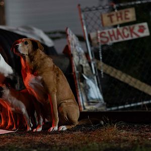 Bilder Die Hunde-Gang – Helden auf vier Pfoten