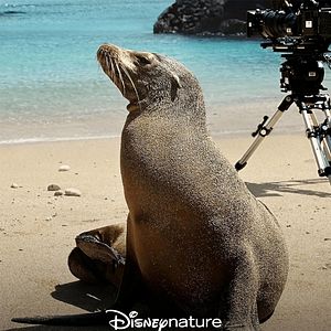 Bilder Hinter den Kulissen der Seelöwen auf Galapagos