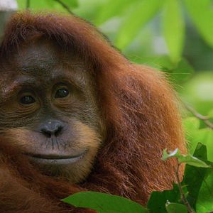 Bilder Disneynature: Orang-Utans