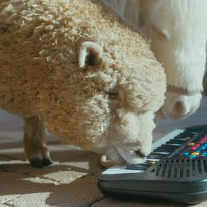 Bilder Hochstapler und Ponys