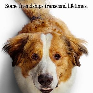 Bilder Bailey - Ein Hund kehrt zurück