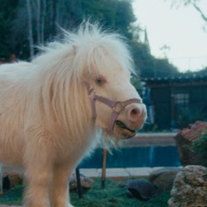 Bilder Hochstapler und Ponys