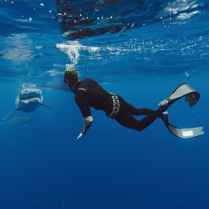 Bilder Die Haiflüsterin