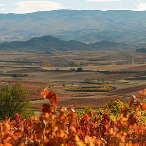 Bilder Das Land der tausend Weine