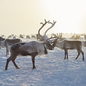 Bilder Das Leuchten der Rentiere