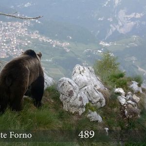 Bilder Gefährlich nah – Wenn Bären töten