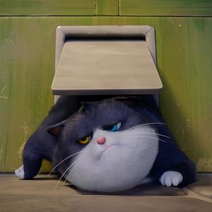 Bilder Alles für die Katz