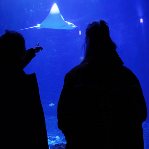 Bilder Anstatt Bäumen