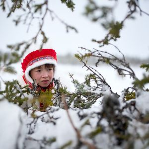 Bilder Das Leuchten der Rentiere