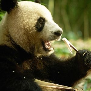 Bilder Moon the Panda