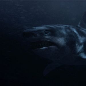 Bilder Shark Terror