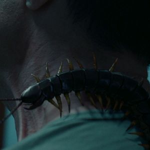 Bilder Creepy Crawly