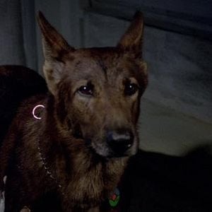 Bilder The Dog
