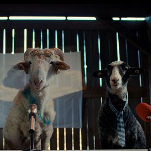 Bilder Sheep