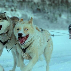 Bilder Folktales - Mit Schlittenhunden ins Leben