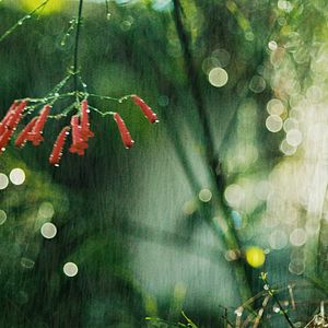 Bilder Bestiari, erbari, lapidari