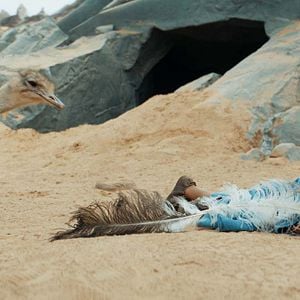 Bilder Die Legende des Wüstenkindes