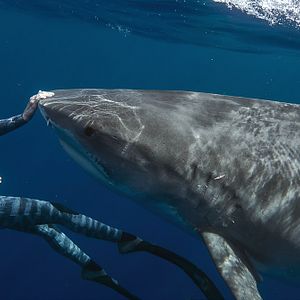 Bilder Die Haiflüsterin