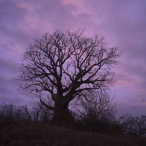 Bilder Wir, die Wolfs