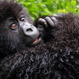 Bilder Eine Gorilla-Story erzählt von David Attenborough