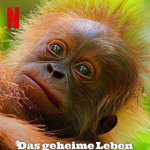 Bilder Das geheime Leben der Orang-Utans