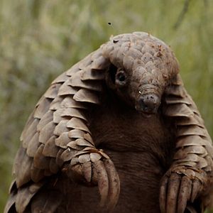 Bilder Pangolin: Kulus Weg