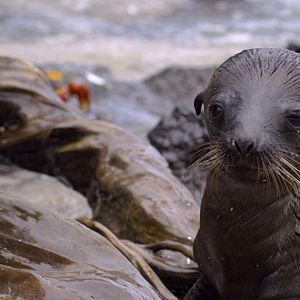 Bilder Seelöwen auf Galápagos