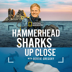 Bilder Hammerhead Sharks Up Close with Bertie Gregory
