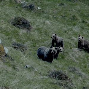 Bilder Gefährlich nah – Wenn Bären töten