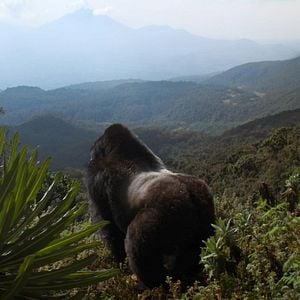 Bilder Eine Gorilla-Story erzählt von David Attenborough