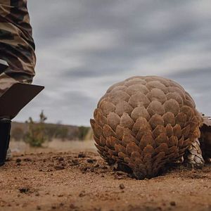 Bilder Pangolin: Kulus Weg