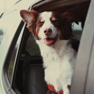 Bilder Was Hunde denken