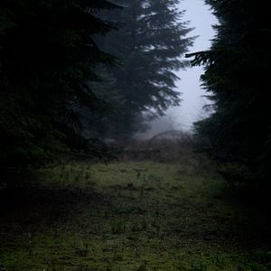 Bilder Der Wald in mir