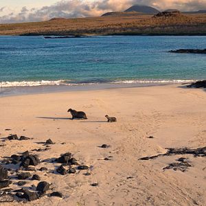 Bilder Seelöwen auf Galápagos