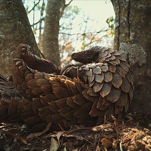 Bilder Pangolin: Kulus Weg