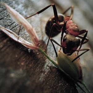 Bilder Insekten - Helden im Verborgenen