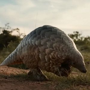 Bilder Pangolin: Kulus Weg