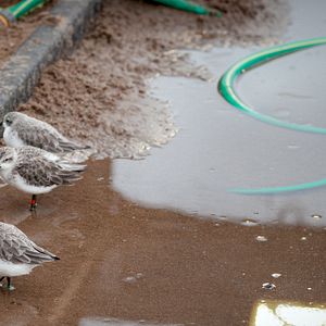 Bilder Saving Spoonie