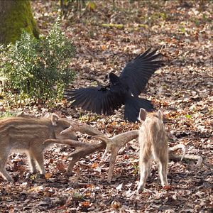 Bilder Bambi - Eine Lebensgeschichte aus dem Walde