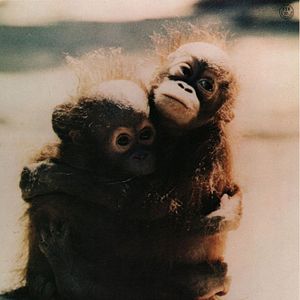 Bilder Mondo Bestiale - Der letzte Schrei des Dschungels