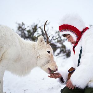 Bilder Das Leuchten der Rentiere