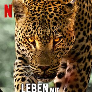 Bilder Leben mit Leoparden