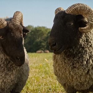Bilder Glennkill: Ein Schafskrimi